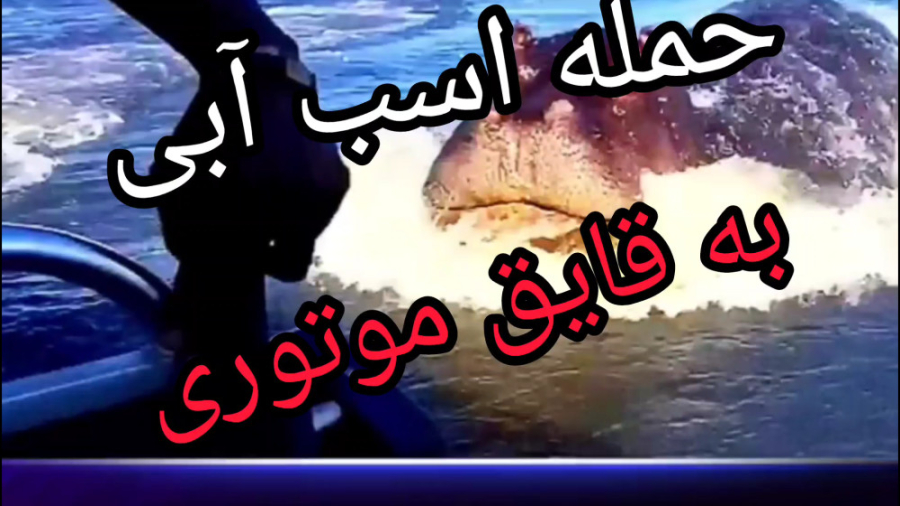 حمله دیدنی اسب آبی به قایق موت...