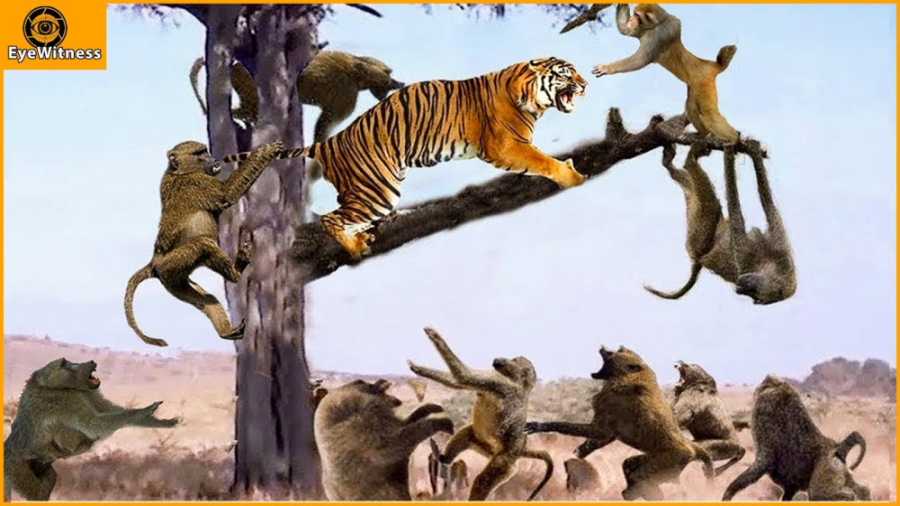 دنیای حیوانات | نبرد ببر | ببر...