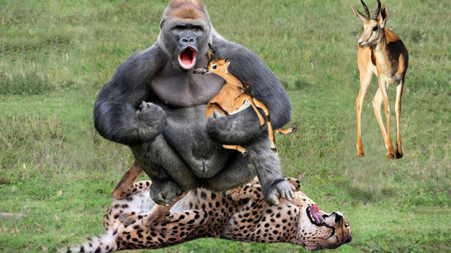 بابون شجاع قهرمان 2023 | یوزپل...