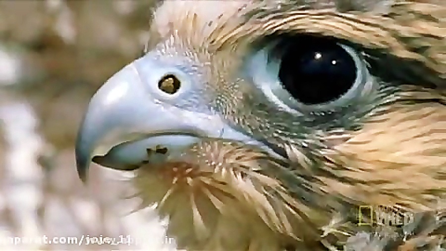 شاهین و شکار کبوتر