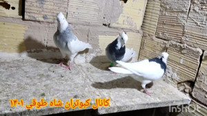 نمایشی طوقی سیاه