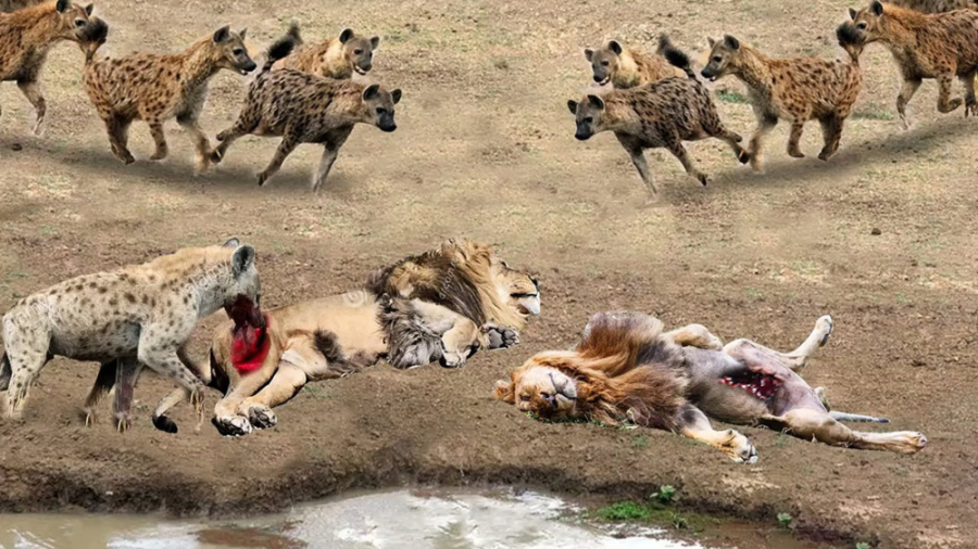 حمله کفتارها به شیر || شیر عصب...