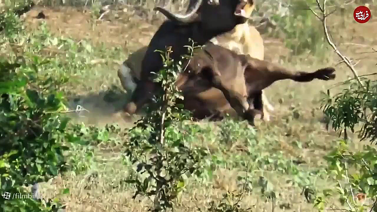 عاقبت هولناک شاخه و شانه کشیدن...