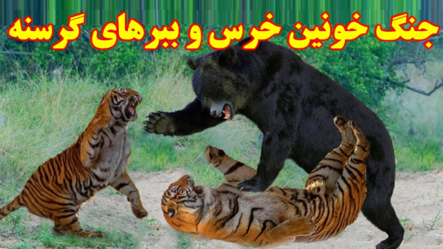 جنگ خونین خرس قهوه ای و ببرهای گرسنه نبرد خرس مادر با ببر برای دفاع