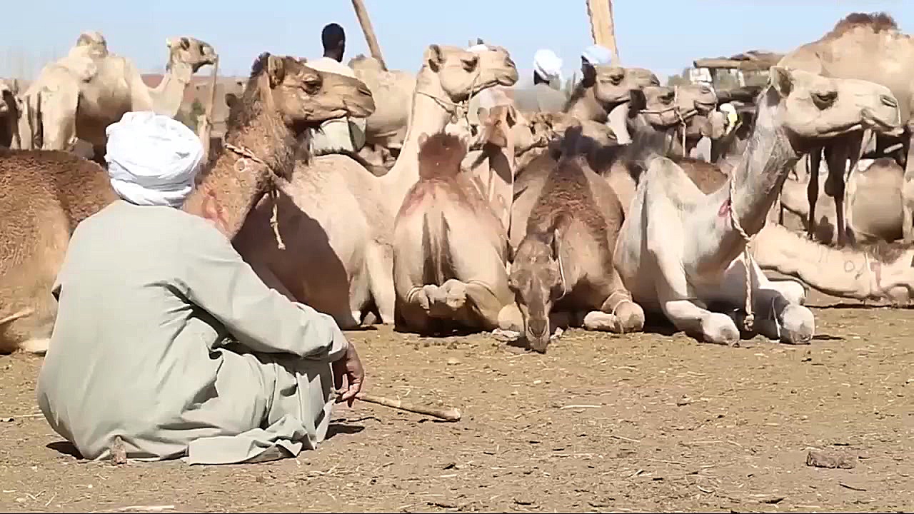 شتر و تاریخ جالب زندگی آن بر ر...