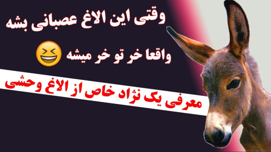 درگیری الاغ با گرگ ها