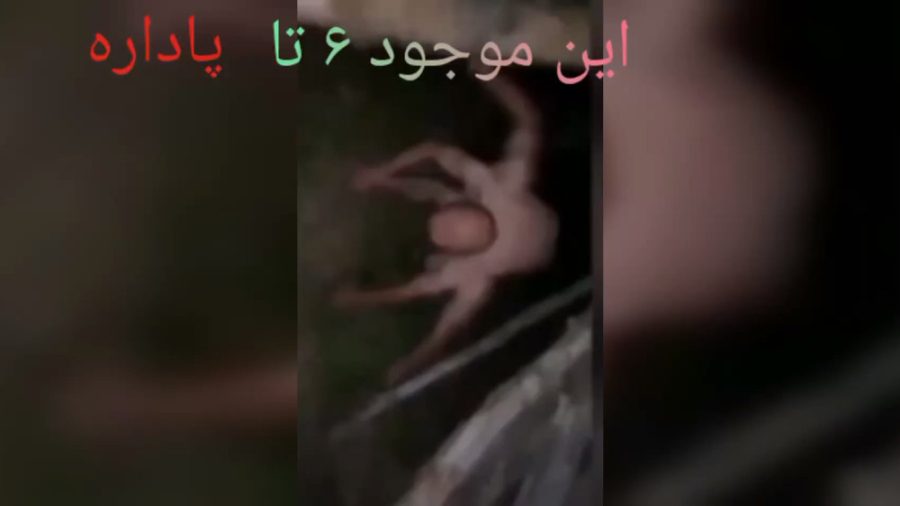 این چه موجود وحشت ناکیه