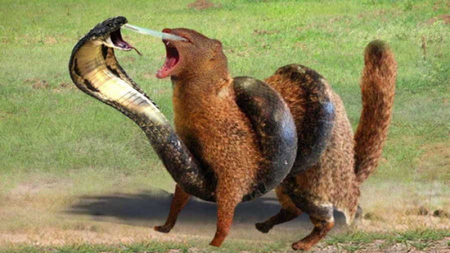 نبرد دیدنی مار کبری و مانگوس...