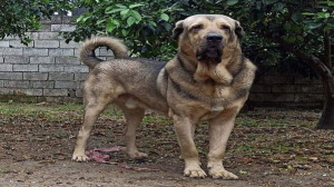 سگ نر پژدر گردن گلفت نگهبان......