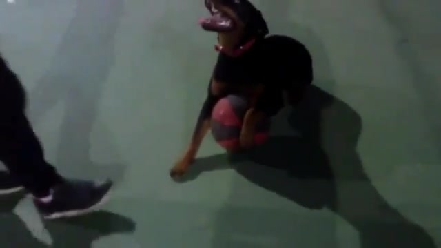 درگیری سگها ROTTWEILER vs PITB...