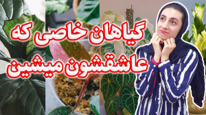 ۷ تا از گیاهان آپارتمانی گران...