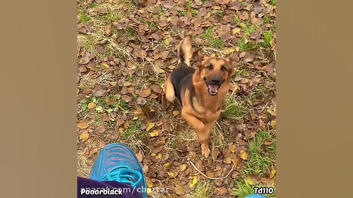 کلیپ طنز پوربلاک