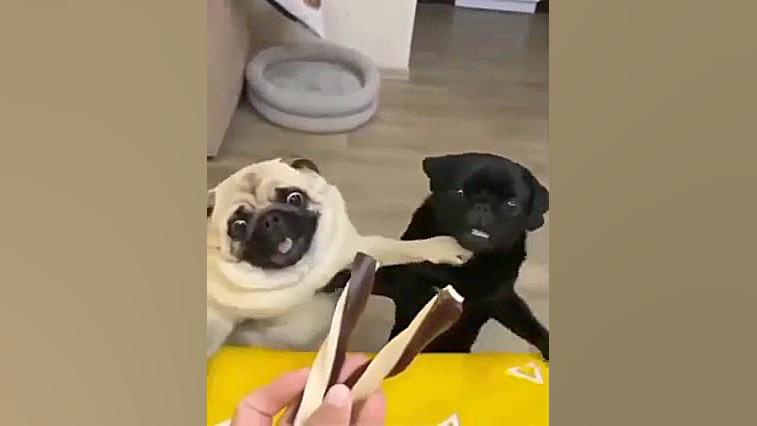 بده بهشون دیگه بی تربیت