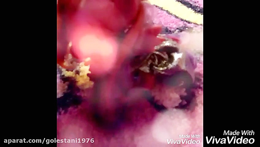 آهنگ پونی کوچولو با عروسک