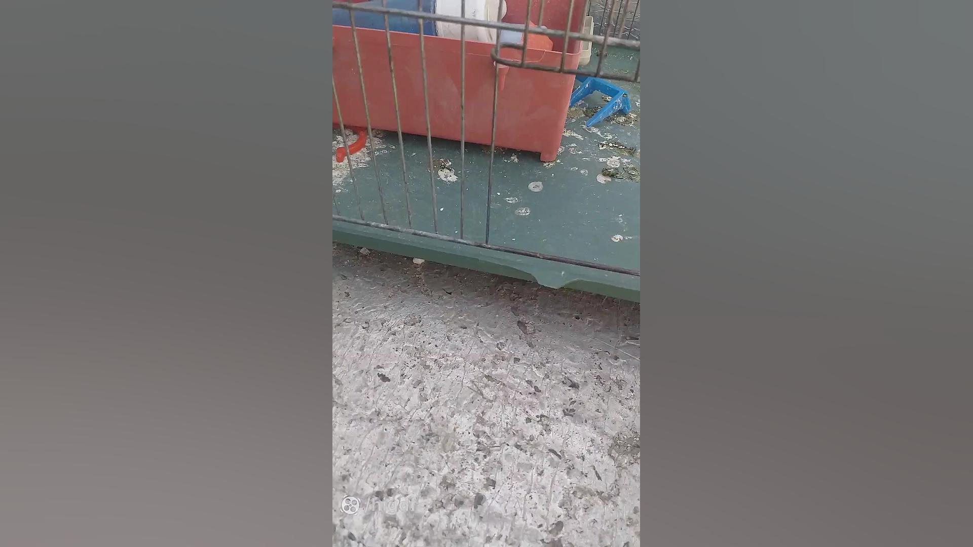 تله برای کبوتر جدید