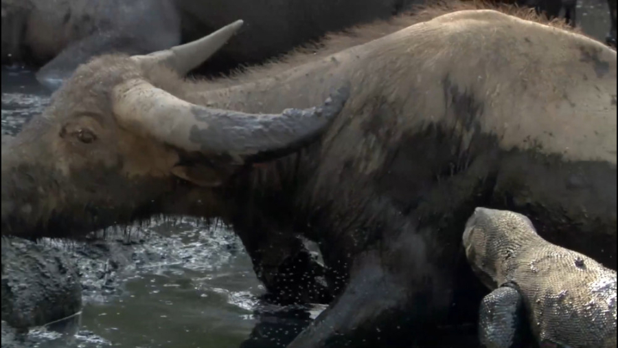 مستند حیات وحش یک زندگی دوبله...