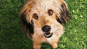 سگ باهوشی که جون بچههارو نجات...