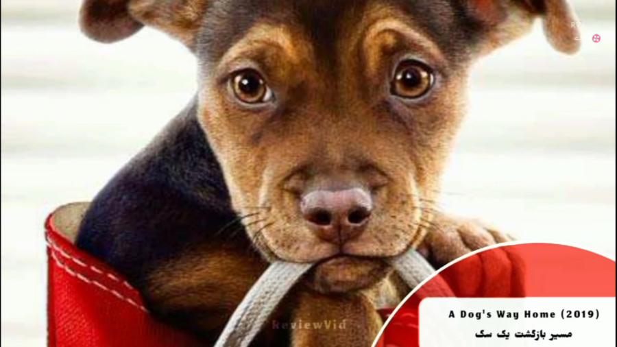 مسیر بازگشت یک سگ 2019 | معرفی...
