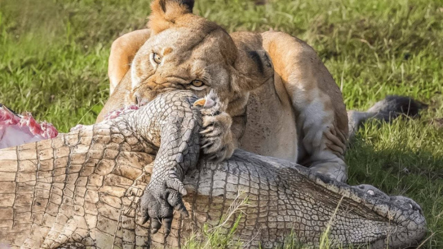 بی رحم ترین حمله های شیر  راز...