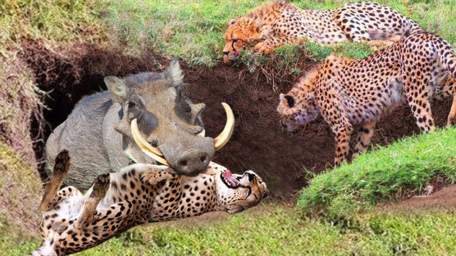 نبرد برای بقای گراز وحشی با یو...