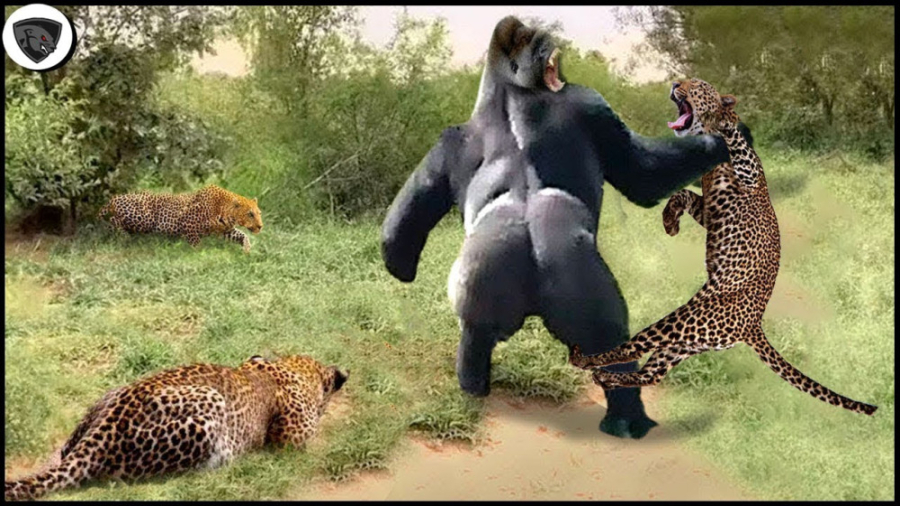 دنیای حیوانات  بابون قلدر در م...