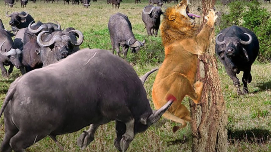 حیوانات باور نکردنی! گله سوپر...