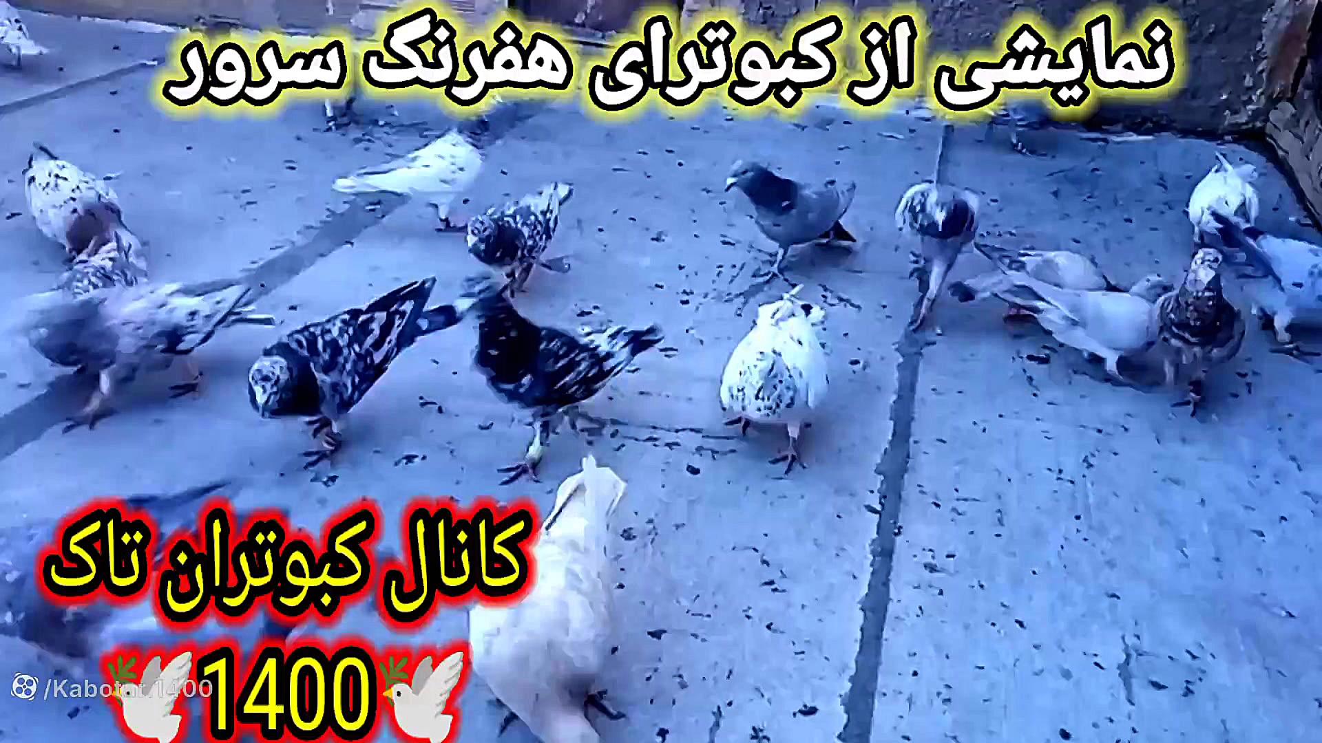 کبوتر هفرنگ سرور (نمایشی)پارت...