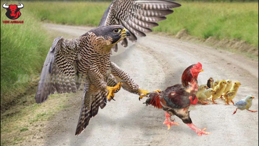 مستند حیات وحش | جدال عقاب و خ...