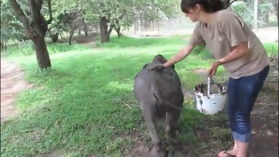 گل مالی کردن بچه کرگدن !!!