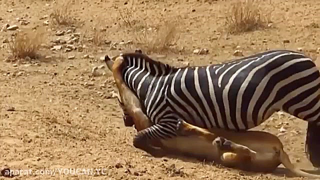 نبرد شیر vs کرگدن {حیوانات وحش...