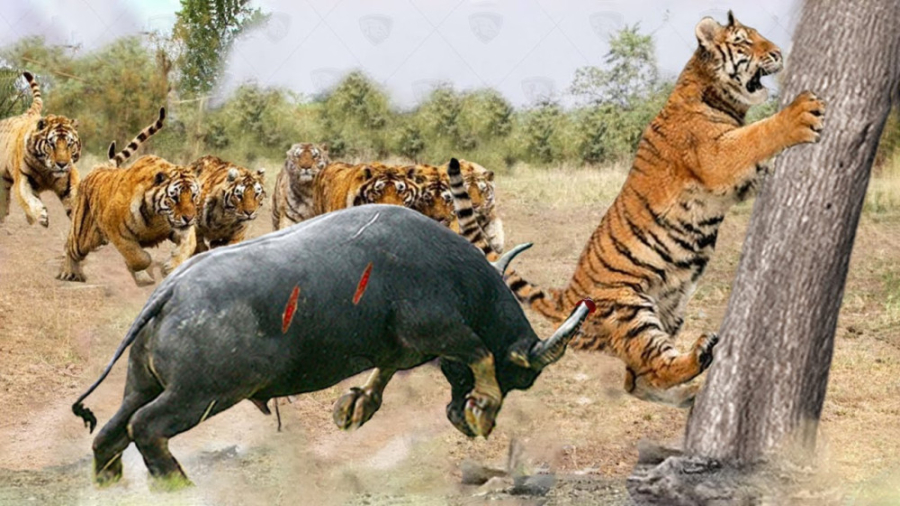 جنگ بوفالوها و ببر  را به طرز...