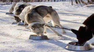 نگهبانی سگ های نگهبان تو سوز س...