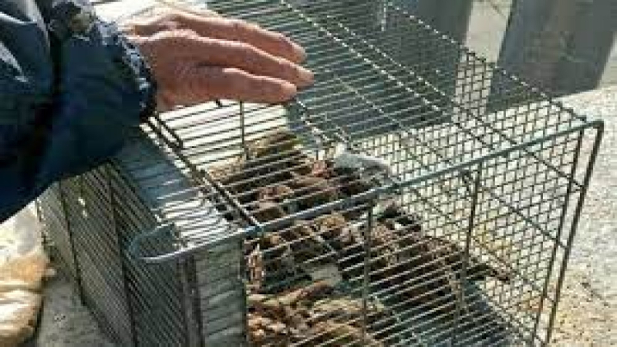 آزاد کردن گنجشک گرفته شده در ت...