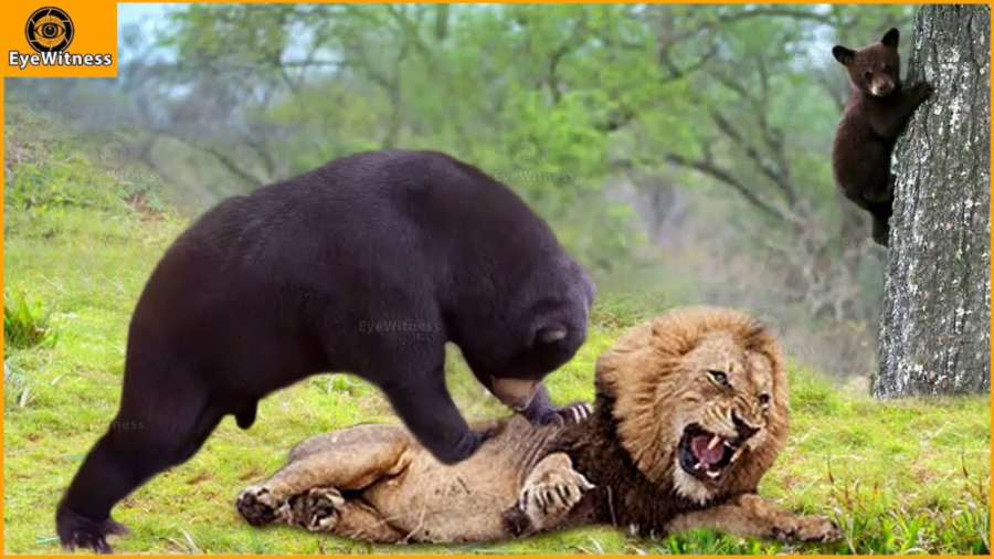 نبرد نا برابر حیوانات وحشی  دن...