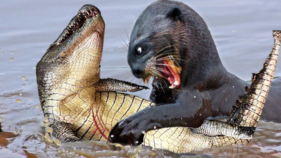 نبرد باورنکردنی! اتحاد سمور ها...