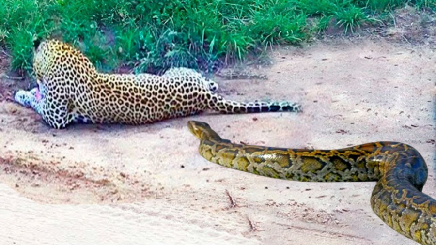 دنیای حیات وحش  حمله مار پیتون...