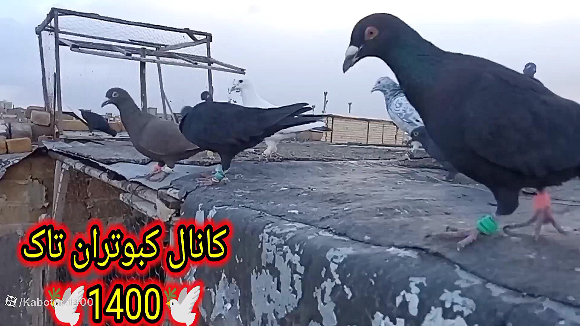 نکته مهم در مورد جلد کردن کبوت...