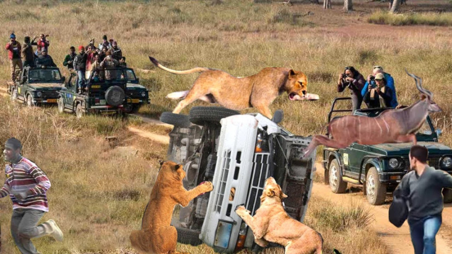 دنیای حیوانات، هرج و مرج حیوان...