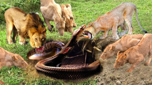 شکست حماسی شیر شاه و مار غول پ...