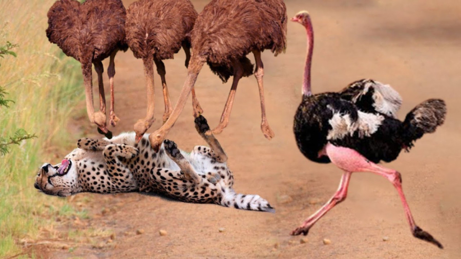 شترمرغ مادر در مقابل پلنگ، آیا...