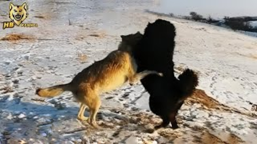 حمله گرگ به سگ چوپان | این نبر...