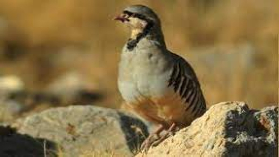 تله پرنده در کوهستان و صید کبک...