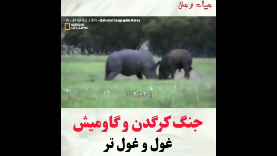 جنگ کرگدن و گاومیش غول و غول ت...