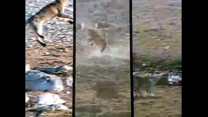 شكار پرنده در هوا توسط گربه