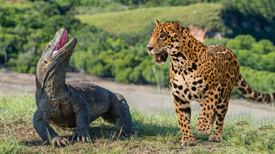 مستند حیات وحش | جگوار در نبرد...