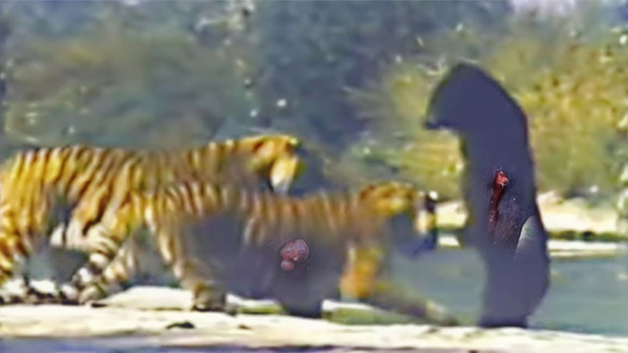 نبرد فوق العاده بین ببر و خرس...