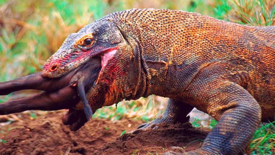 نبرد کومودو با گراز | 5 لحظه ب...