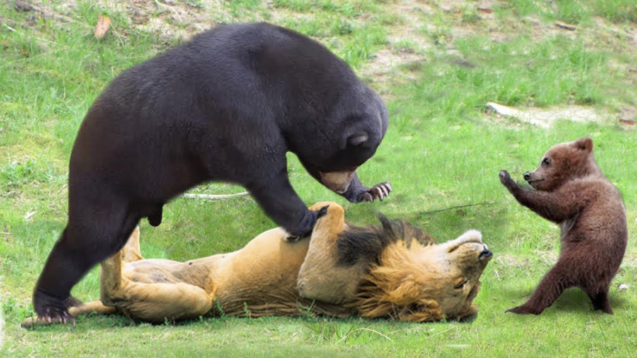نبرد نفس گیر! خرس گریزلی بزرگ...