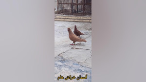 کبوتر طوقی،عشق بازی