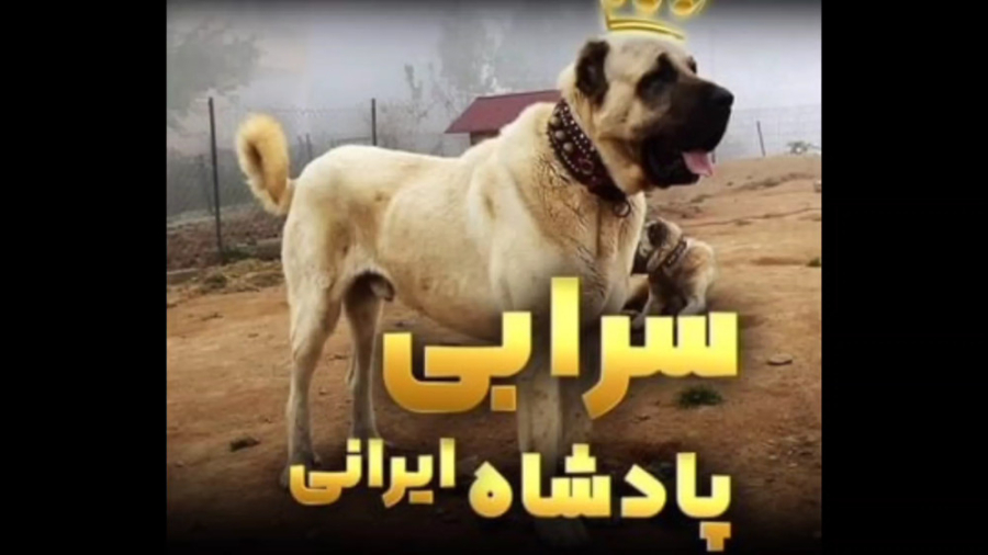 سگ سرابی پادشاه ایرانی/ قوی ترین نژادهای سگ